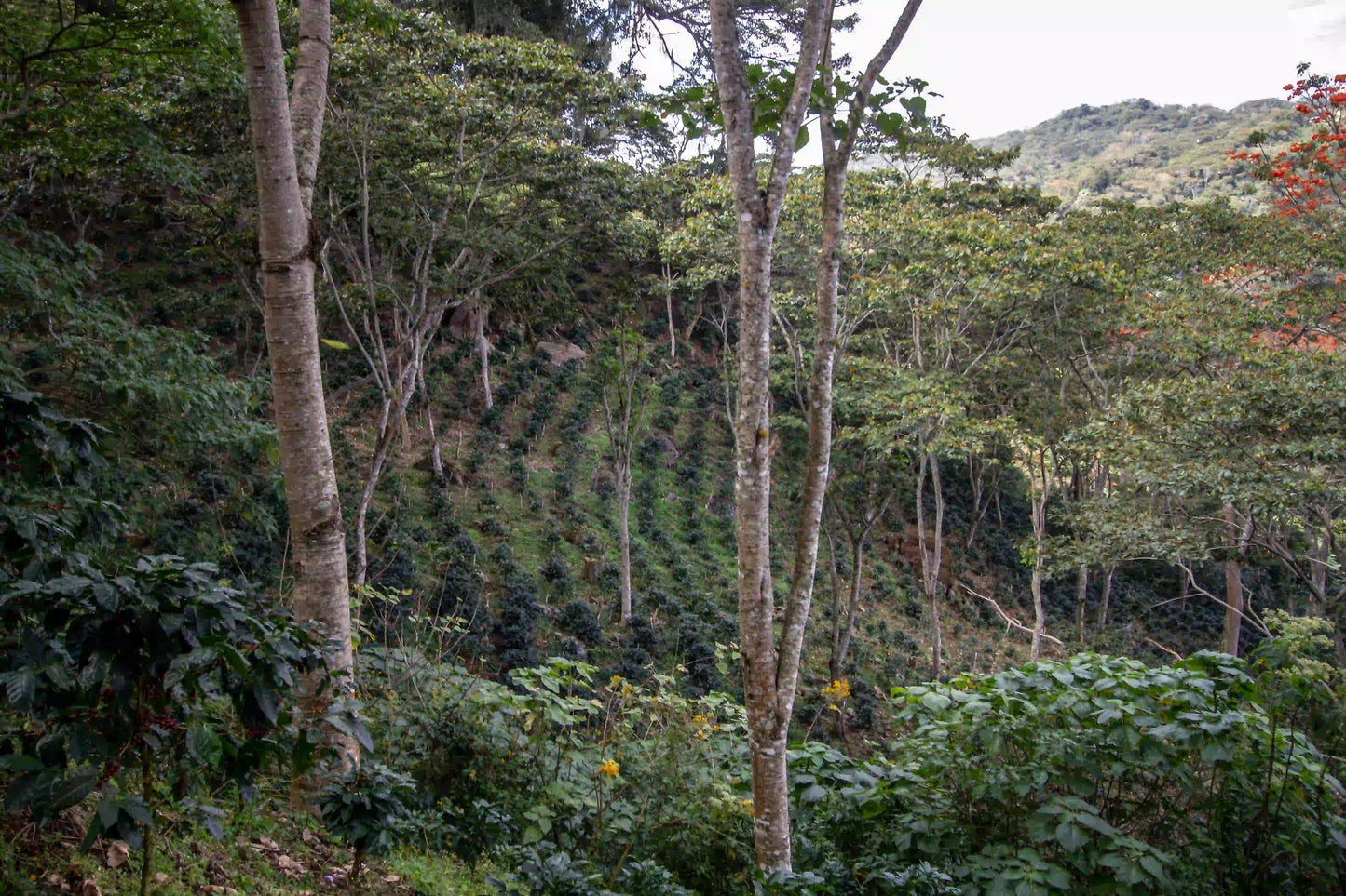Casa Blend